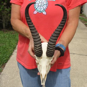 B-Grade 8" Male Springbok Skull with 12" Horns - $45