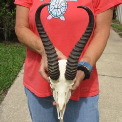 B-Grade 8" Male Springbok Skull with 12" Horns - $45