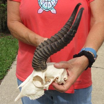 B-Grade 8" Male Springbok Skull with 12" Horns - $45