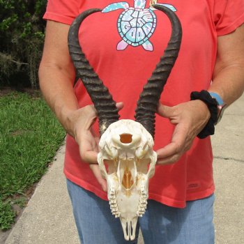 B-Grade 8" Male Springbok Skull with 12" Horns - $45