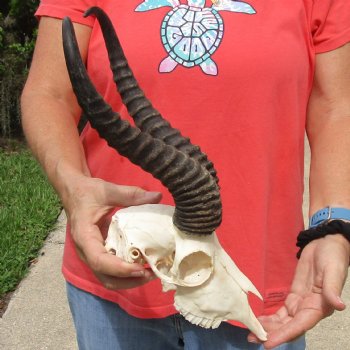 B-Grade 8" Male Springbok Skull with 12" Horns - $45