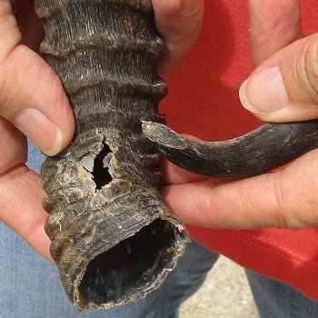 B-Grade 8" Male Springbok Skull with 12" Horns - $45