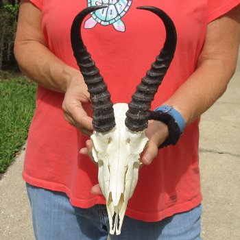 8" Male Springbok Skull with 9" & 10" Horns - $65