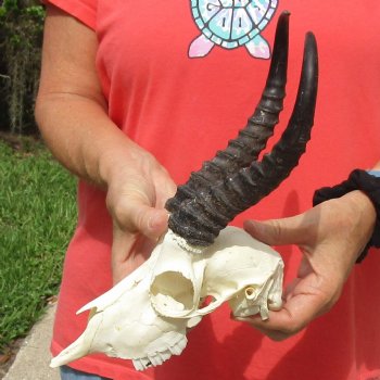 8" Male Springbok Skull with 9" & 10" Horns - $65