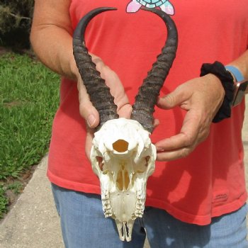 8" Male Springbok Skull with 9" & 10" Horns - $65