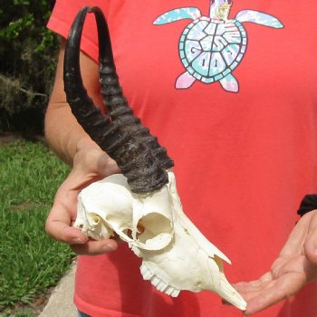 8" Male Springbok Skull with 9" & 10" Horns - $65