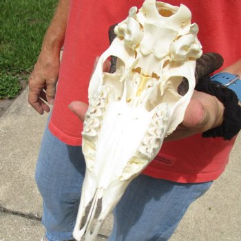 8" Male Springbok Skull with 9" & 10" Horns - $65