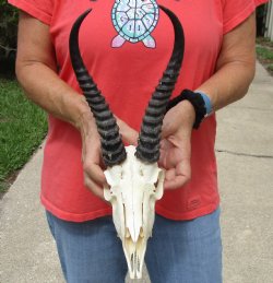 8-1/2" Male Springbok Skull with 10" Horns - $65