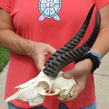 8-1/2" Male Springbok Skull with 10" Horns - $65