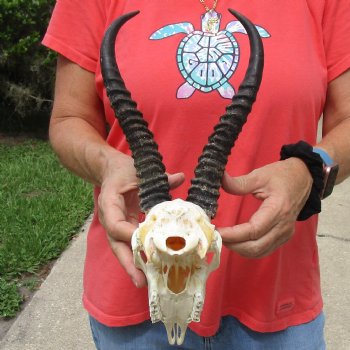 8-1/2" Male Springbok Skull with 10" Horns - $65