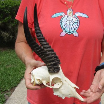 8-1/2" Male Springbok Skull with 10" Horns - $65