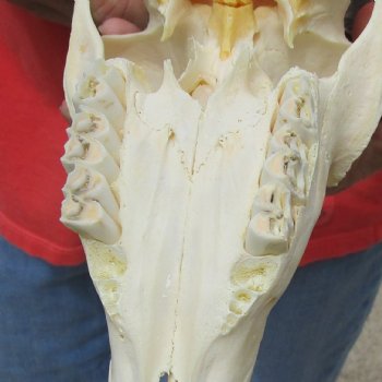 8-1/2" Male Springbok Skull with 10" Horns - $65