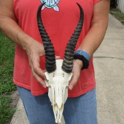 8" Male Springbok Skull with 10" Horns - $65
