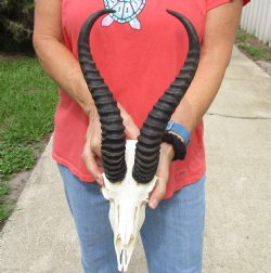8-1/2" Male Springbok Skull with 12" & 13" Horns - $65