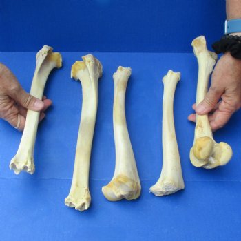 5 Deer Leg Bones, 9" to 12" - $20