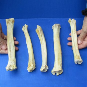 5 Deer Leg Bones, 7" to 9" - <font color=red>Special Price of $10</font>