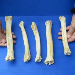 5 Deer Leg Bones, 7" to 9" - <font color=red>Special Price of $10</font>