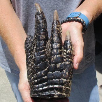 9" Preserved Alligator Foot - $30