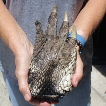 9" Preserved Alligator Foot - $30