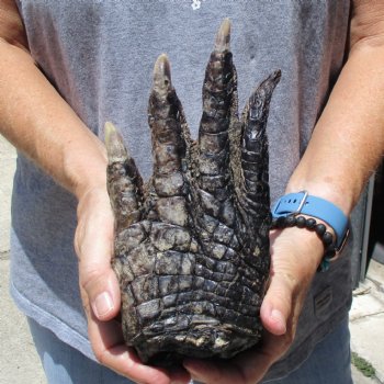 9" Preserved Alligator Foot - $30