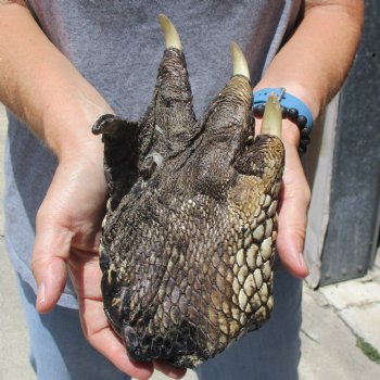 9" Preserved Alligator Foot - $30