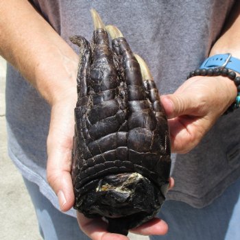 8" Preserved Alligator Foot - $20