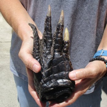 8" Preserved Alligator Foot - $20