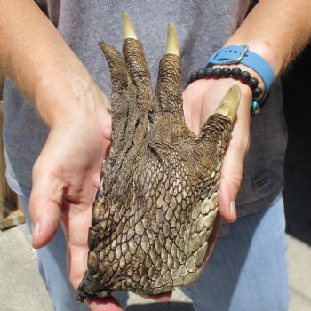 8" Preserved Alligator Foot - $20