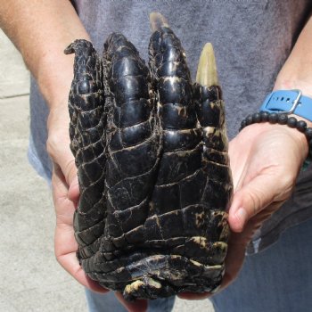 Huge 7" Preserved Alligator Foot - $30