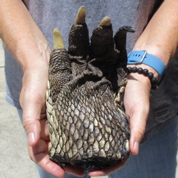 Huge 7" Preserved Alligator Foot - $30