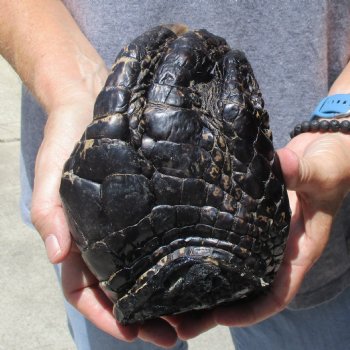 Huge 7" Preserved Alligator Foot - $30