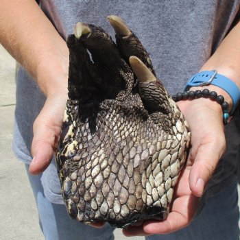 Huge 7" Preserved Alligator Foot - $30