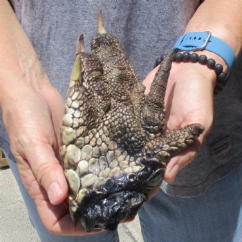 7" Preserved Alligator Foot - $20