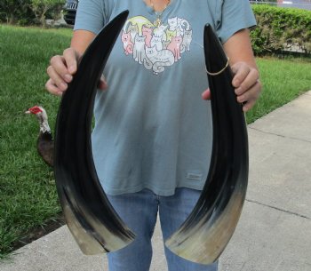 Matching Pair of 21 inch Polished Cow Horns for home decor - For Sale for $45