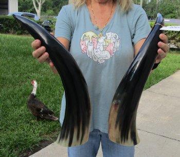 Matching Pair of 21 inch Polished Cow Horns for home decor - For Sale for $45