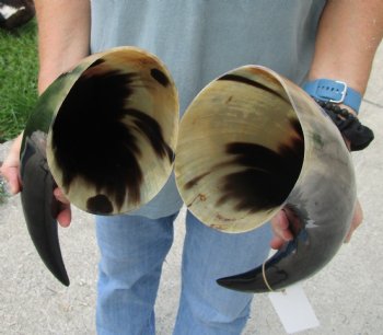 Matching Pair of 21 inch Polished Cow Horns for home decor - For Sale for $45