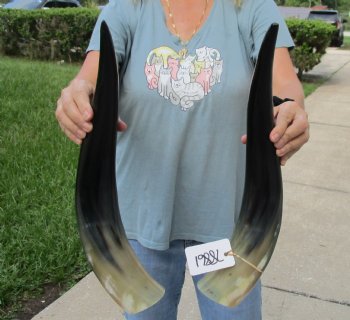 Matching Pair of 20 inch Polished Cow Horns for home decor - For Sale for $45