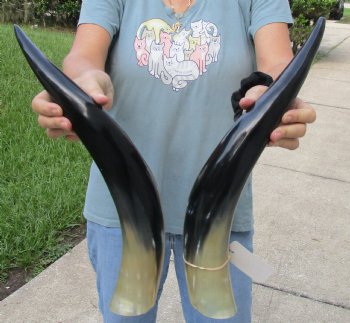 Matching Pair of 20 inch Polished Cow Horns for home decor - For Sale for $45