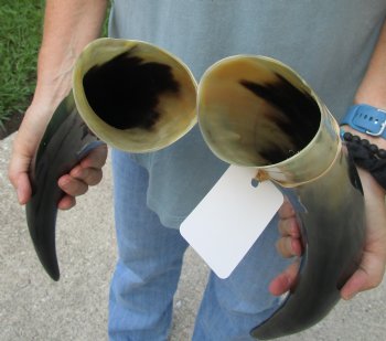 Matching Pair of 20 inch Polished Cow Horns for home decor - For Sale for $45