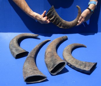 5 pc lot of B-Grade 17 to 19 inch Natural Raw Buffalo horn for $50/lot