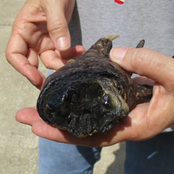 7" Preserved Alligator Foot - $20