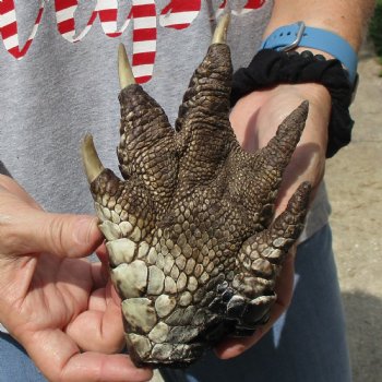 7" Preserved Alligator Foot - $20