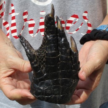 7" Preserved Alligator Foot - $20