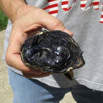 7" Preserved Alligator Foot - $20