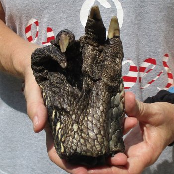 7" Preserved Alligator Foot - $20