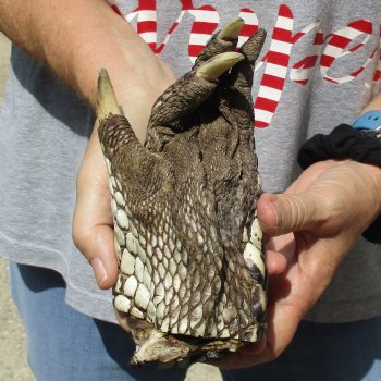 7" Preserved Alligator Foot - $20