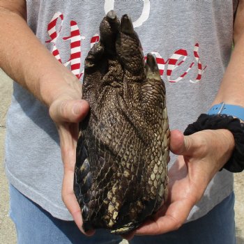 8" Preserved Alligator Foot - $25