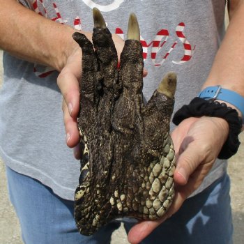 9" Preserved Alligator Foot - $30