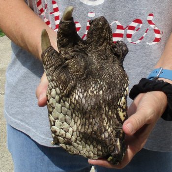 Huge 9-1/2" Preserved Alligator Foot - $30