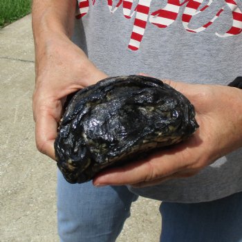 Huge 9-1/2" Preserved Alligator Foot - $30